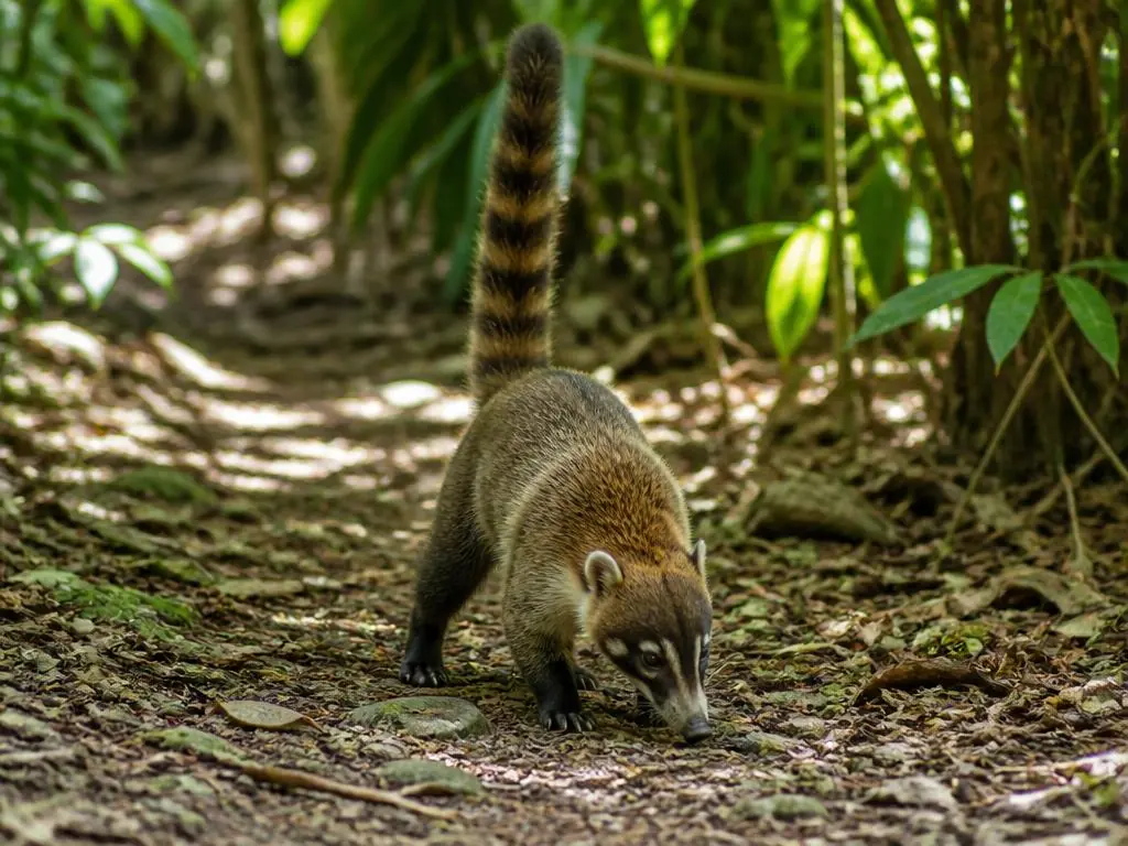 White-nosed coati
