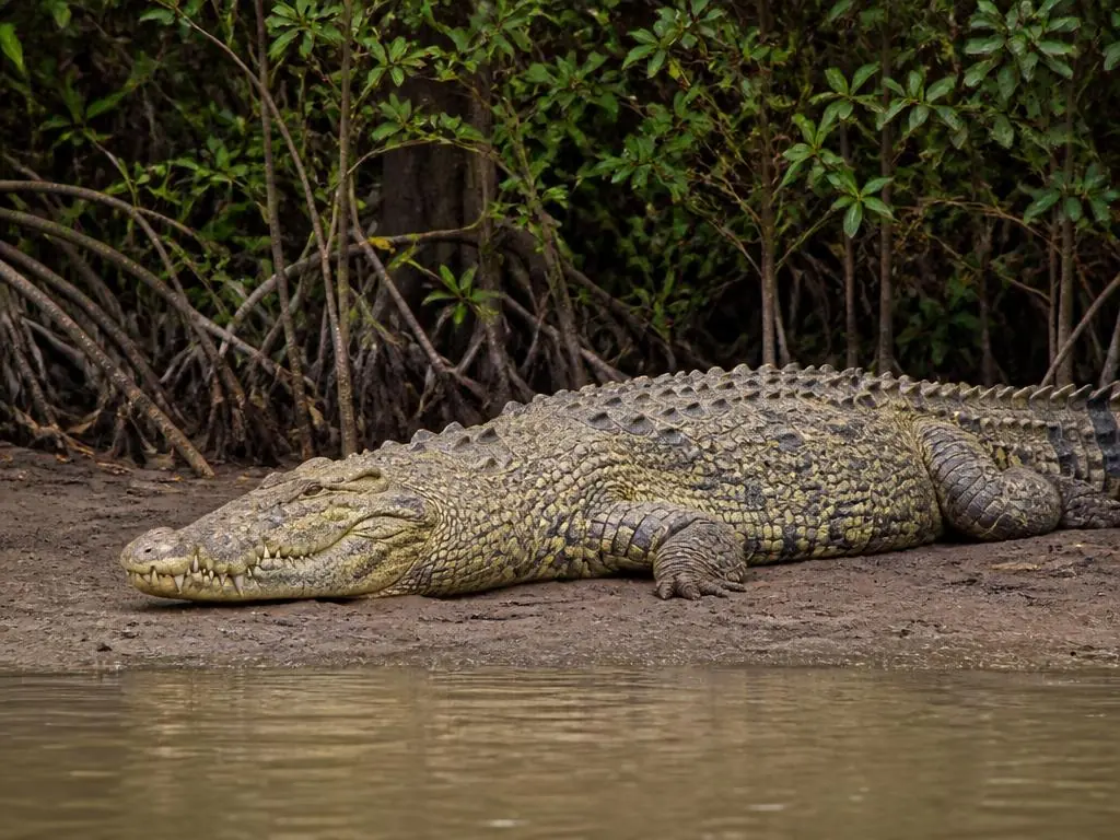American crocodile
