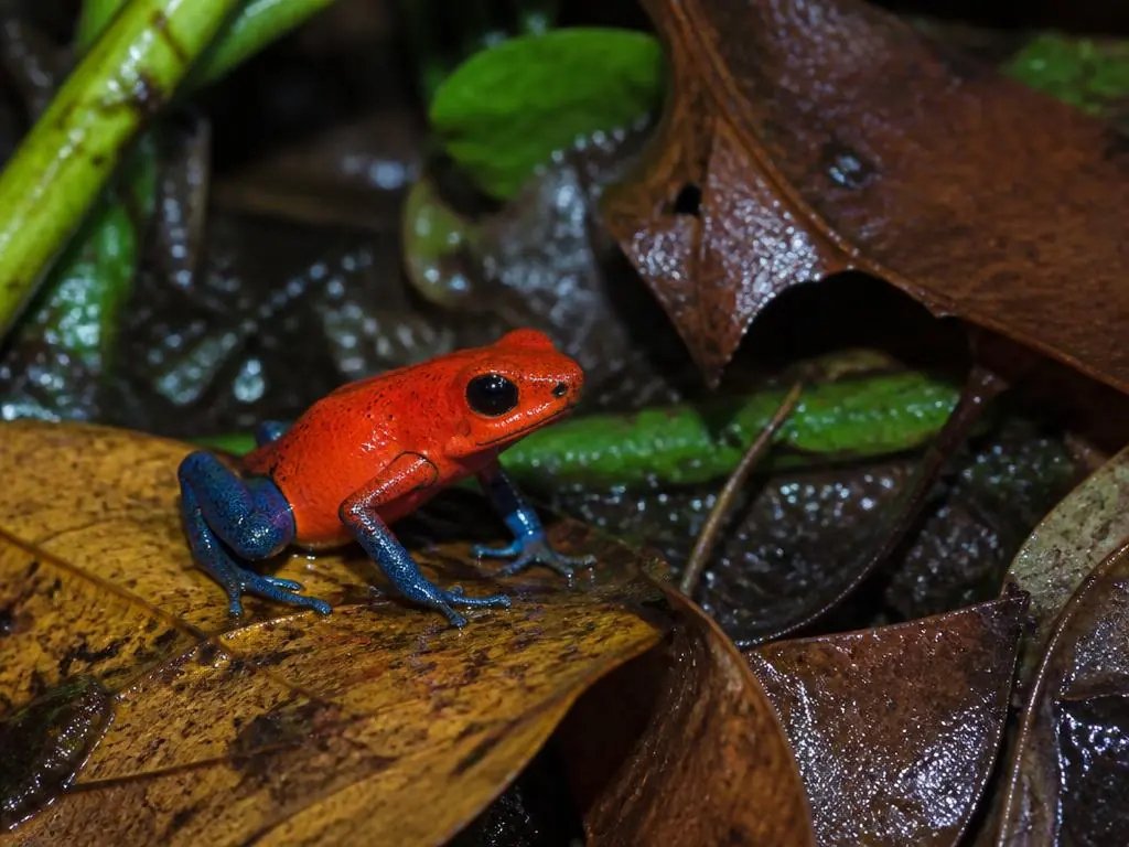 Poison dart frogs