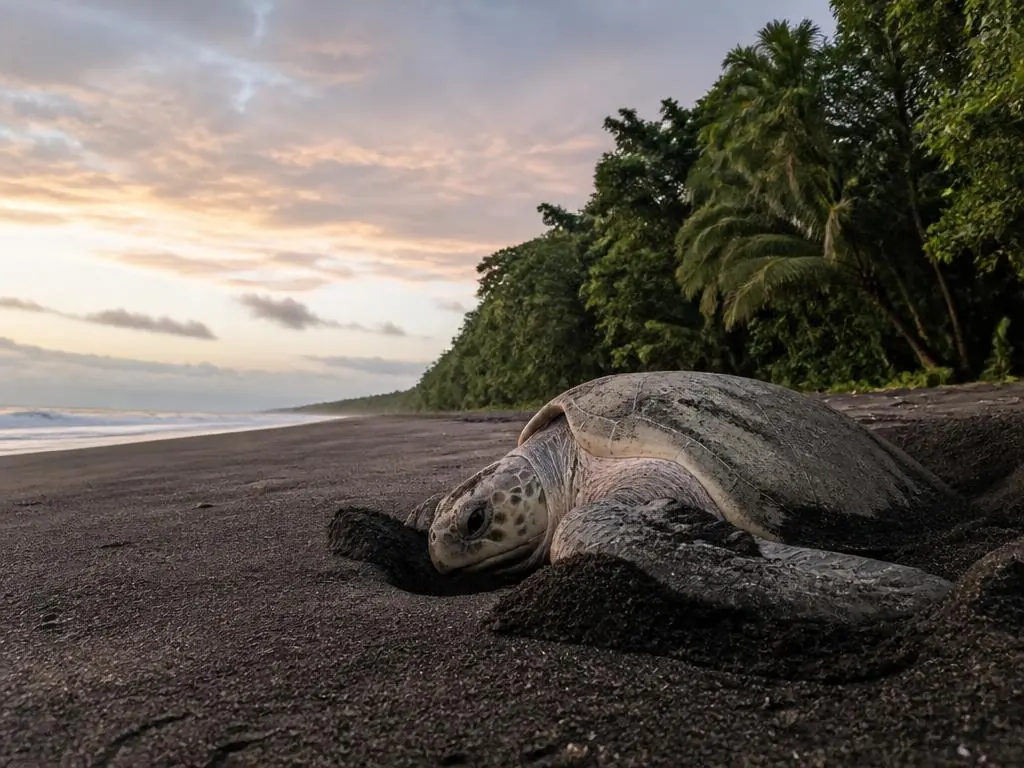 Sea turtles