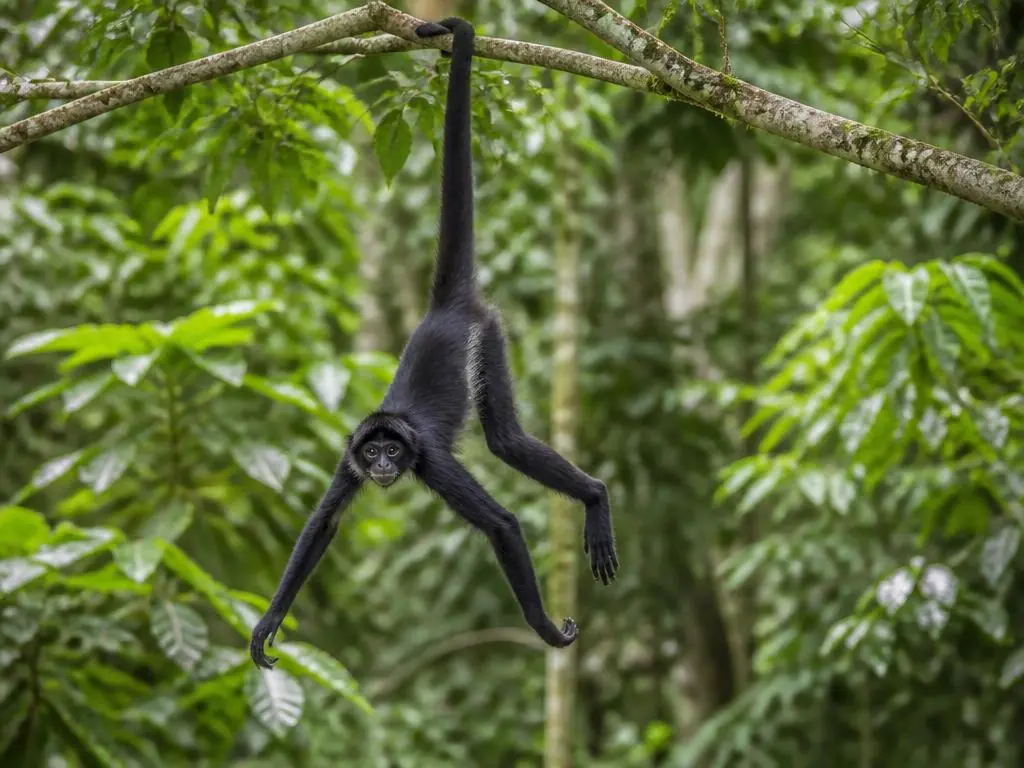 Geoffroy's spider monkey